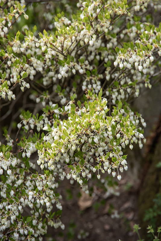 ENKIANTHUS PERULATUS, ERICACEAE - 6665