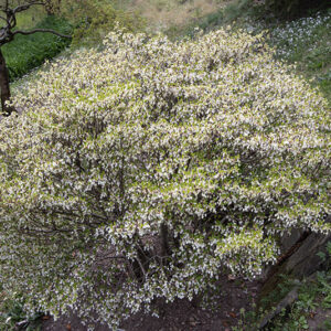 ENKIANTHUS PERULATUS, ERICACEAE - 6666