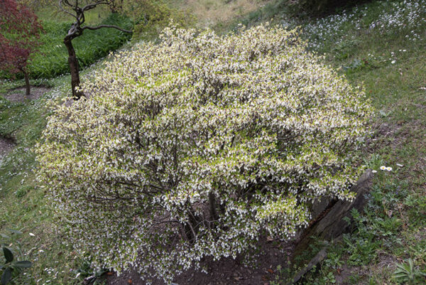 ENKIANTHUS PERULATUS, ERICACEAE - 6666