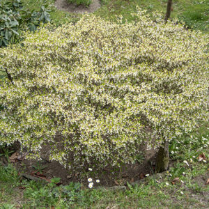 ENKIANTHUS PERULATUS, ERICACEAE - 6667