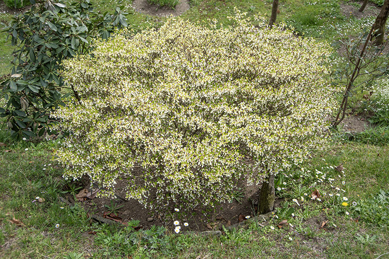 ENKIANTHUS PERULATUS, ERICACEAE - 6667 - immagine 1