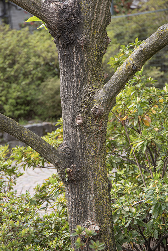 PTEROSTYRAX HISPIDA, STYRACACEAE - 6669