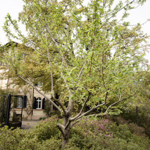 PTEROSTYRAX HISPIDA, STYRACACEAE - 6670