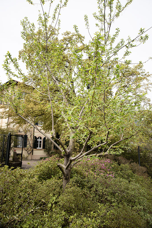 PTEROSTYRAX HISPIDA, STYRACACEAE - 6670
