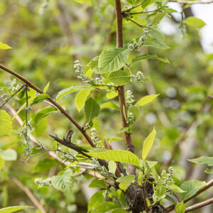 PTEROSTYRAX HISPIDA, STYRACACEAE - 6671