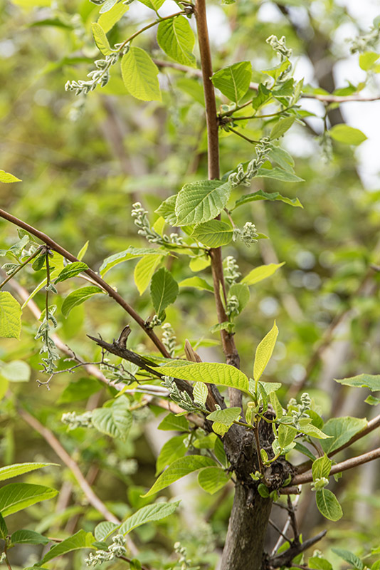 PTEROSTYRAX HISPIDA, STYRACACEAE - 6671