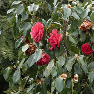 CAMELIA RETICULATA, HAROLD L PAIGE, CAMELLIA, THEACEAE - 6673