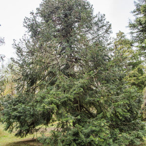 ABIES PINDROW, PINACEAE, HIMALAYA, BOTANICA - 6675