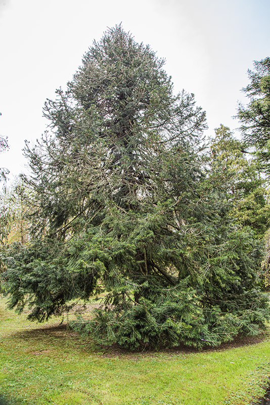 ABIES PINDROW, PINACEAE, HIMALAYA, BOTANICA - 6675