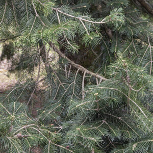 ABIES PINDROW, PINACEAE, HIMALAYA - 6676