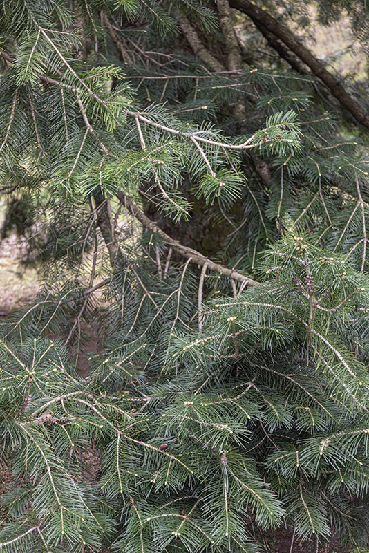 ABIES PINDROW, PINACEAE, HIMALAYA - 6676