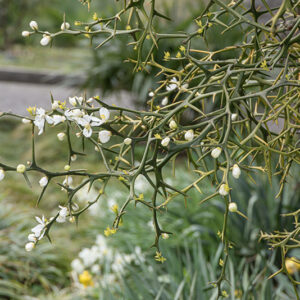PONCIRUS TRIFOLIATA, CINA, CHINA, RUTACEAE - 6678