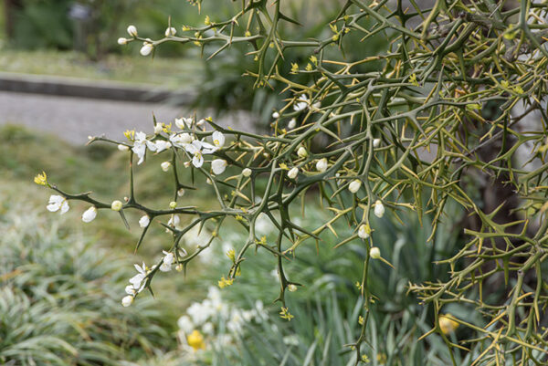 PONCIRUS TRIFOLIATA, CINA, CHINA, RUTACEAE - 6678
