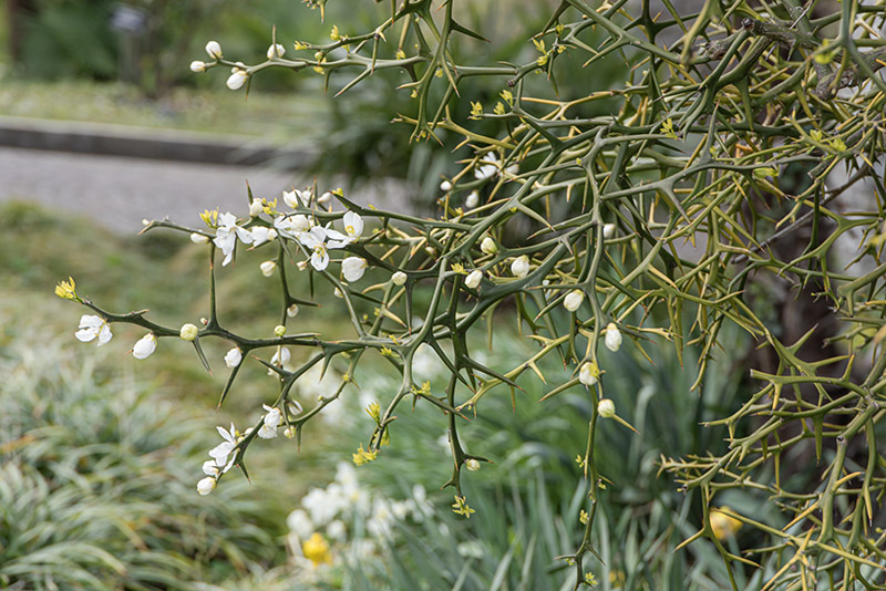 PONCIRUS TRIFOLIATA, CINA, CHINA, RUTACEAE - 6678 - immagine 1