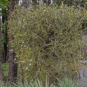 PONCIRUS TRIFOLIATA, CINA, CHINA, RUTACEAE - 6679