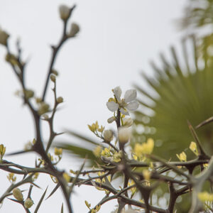 PONCIRUS TRIFOLIATA, CINA, CHINA, RUTACEAE - 6680