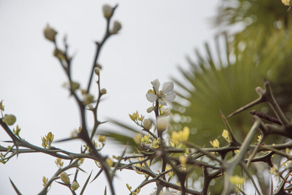 PONCIRUS TRIFOLIATA, CINA, CHINA, RUTACEAE - 6680