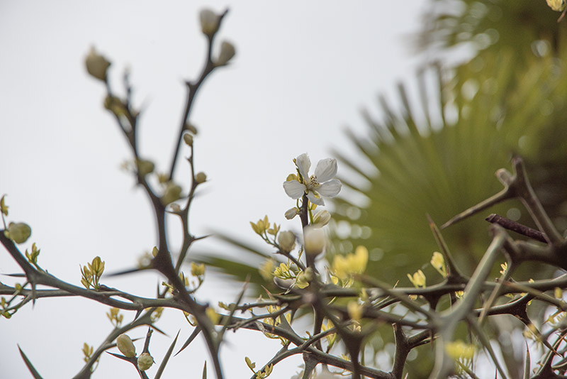 PONCIRUS TRIFOLIATA, CINA, CHINA, RUTACEAE - 6680 - immagine 1