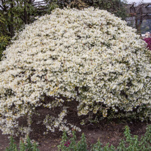 LOROPETALUM CHINENSE, HAMAMELIDACEAE - 6682