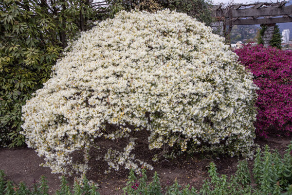 LOROPETALUM CHINENSE, HAMAMELIDACEAE - 6682