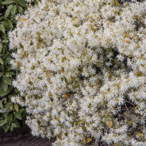 LOROPETALUM CHINENSE, HAMAMELIDACEAE – 6683
