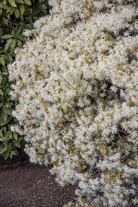 LOROPETALUM CHINENSE, HAMAMELIDACEAE – 6683