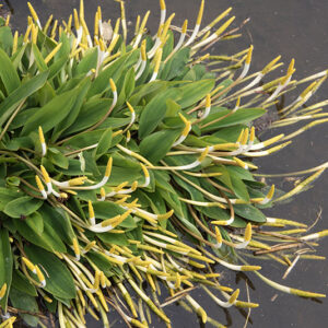 ORONTIUM ACQUATICUM, ARACEAE, EUROPA - 6685