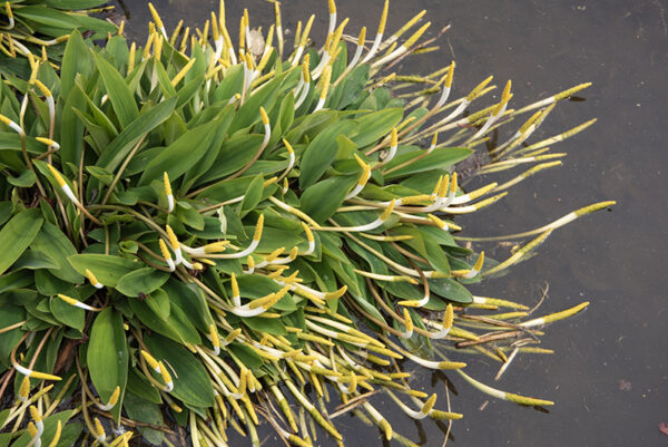 ORONTIUM ACQUATICUM, ARACEAE, EUROPA - 6685