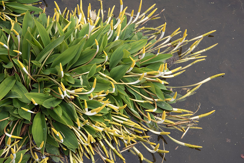 ORONTIUM ACQUATICUM, ARACEAE, EUROPA - 6685 - immagine 1