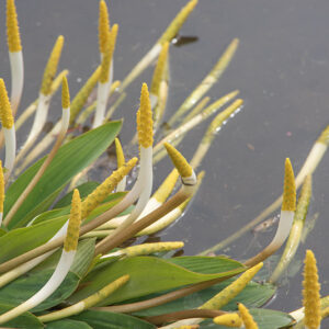 ORONTIUM ACQUATICUM, ARACEAE, EUROPA - 6686
