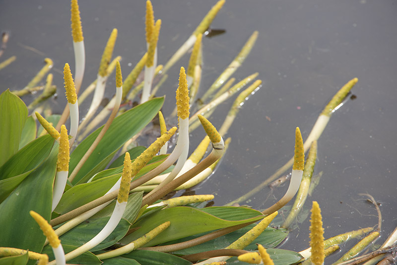 ORONTIUM ACQUATICUM, ARACEAE, EUROPA - 6686 - immagine 1