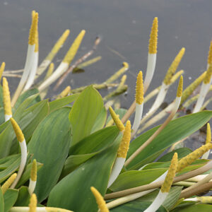 ORONTIUM ACQUATICUM, ARACEAE, EUROPA - 6687