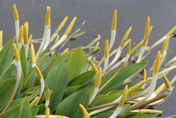 ORONTIUM ACQUATICUM, ARACEAE, EUROPA - 6687
