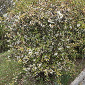 CHAENOMELES JAPONICA - ROSACEAE - 6693