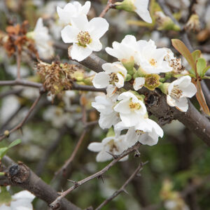 CHAENOMELES JAPONICA - ROSACEAE - 6692