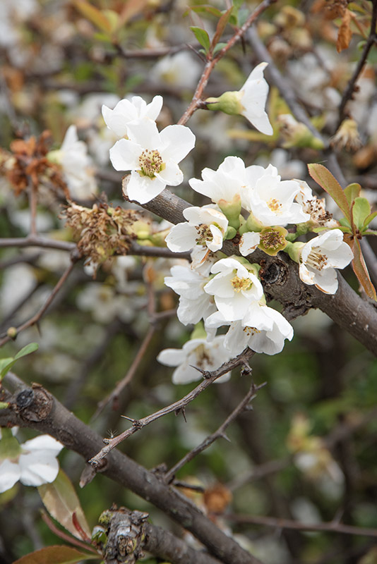CHAENOMELES JAPONICA - ROSACEAE - 6692