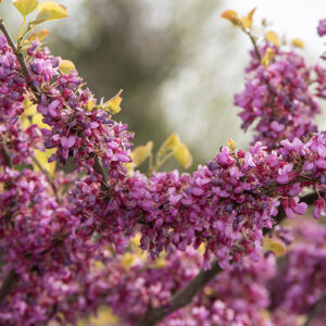 CERCIS GRIFFITHII - LEGUMINOSAE - AFGANISTAN - 6704