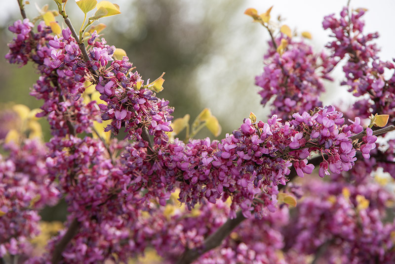 CERCIS GRIFFITHII - LEGUMINOSAE - AFGANISTAN - 6704 - immagine 1