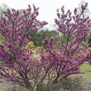 CERCIS GRIFFITHII - LEGUMINOSAE - AFGANISTAN - 6705