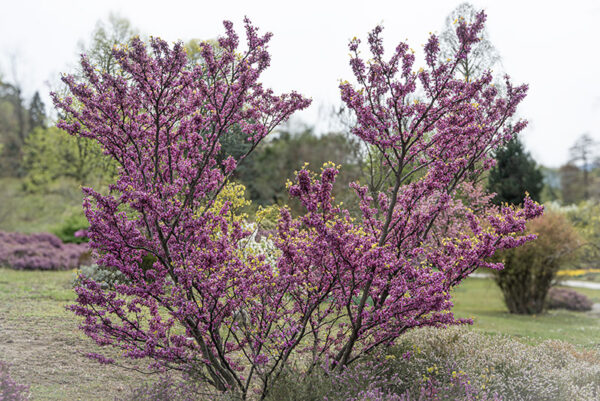 CERCIS GRIFFITHII - LEGUMINOSAE - AFGANISTAN - 6705