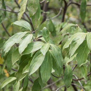 CORNUS CAPITATA, CORNACEAE - 6710
