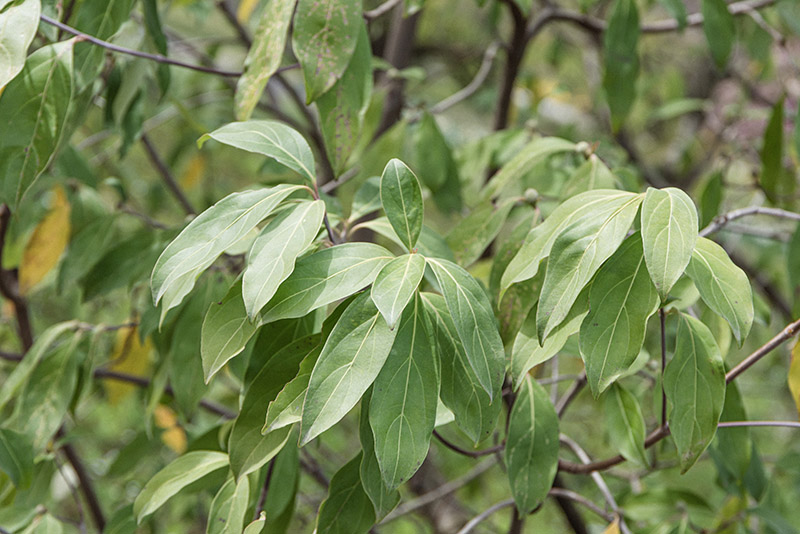CORNUS CAPITATA, CORNACEAE - 6710 - immagine 1