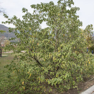 CORNUS CAPITATA, CORNACEAE - 6711