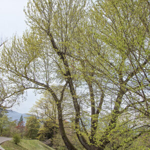 LIQUIDAMBAR STYRACIFLUA, MAMAMELIODACEAE - 6713