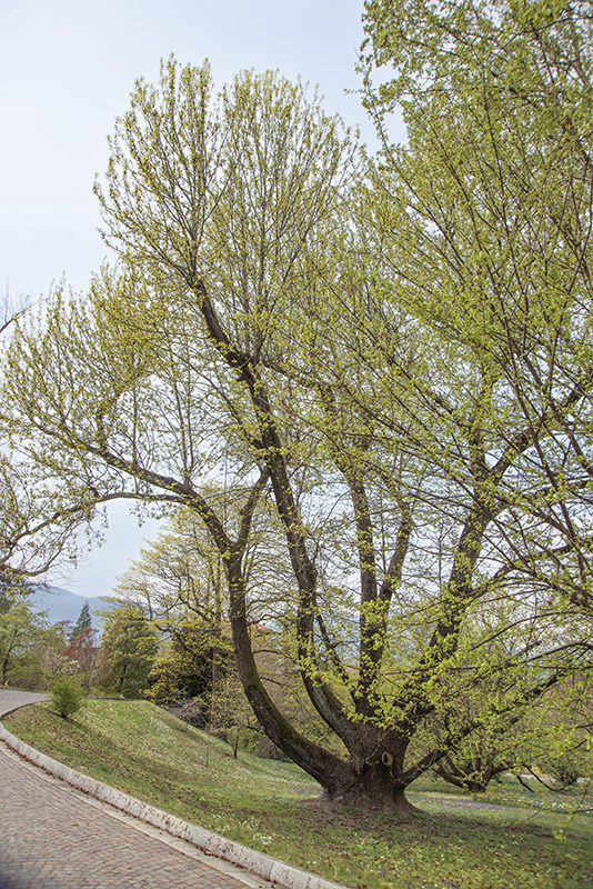 LIQUIDAMBAR STYRACIFLUA, MAMAMELIODACEAE - 6713