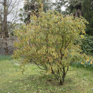 TRONCHODENDRON ARALIOIDES - TROCHODENDRACEACE - 6716