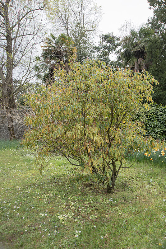TRONCHODENDRON ARALIOIDES - TROCHODENDRACEACE - 6716