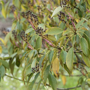 TRONCHODENDRON ARALIOIDES - TROCHODENDRACEACE - 6717