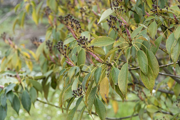TRONCHODENDRON ARALIOIDES - TROCHODENDRACEACE - 6717