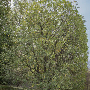 OSMANTHUS YUNNANENSIS - OLEACEAE - 6722